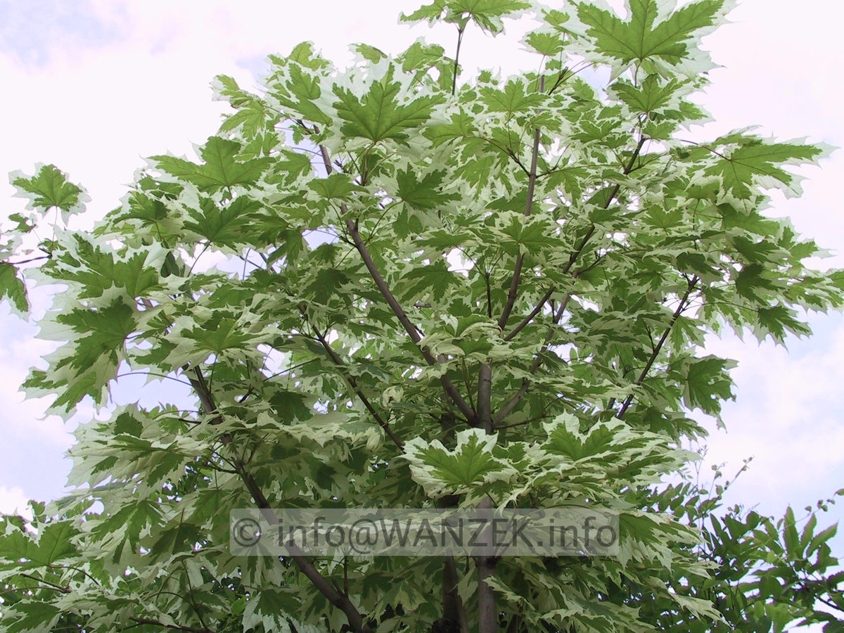 Acer platanoides Drummondii.JPG
